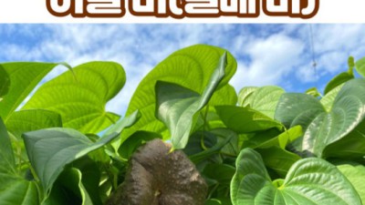 놓치면 후회! 경남통영마하늘마열매마 리얼 후기 & 꿀팁🍯